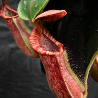 Nepenthes [(lowii x veitchii) x boschiana)] "Red Ruffled" x {boschiana x [truncata x (northiana x veitchii)]}, CAR-0162