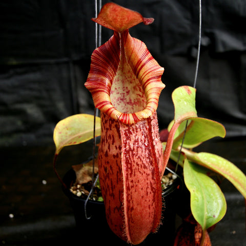 Red orange Nepenthes pitcher with striped rim on BE Best Pink Candy Cane hybrid