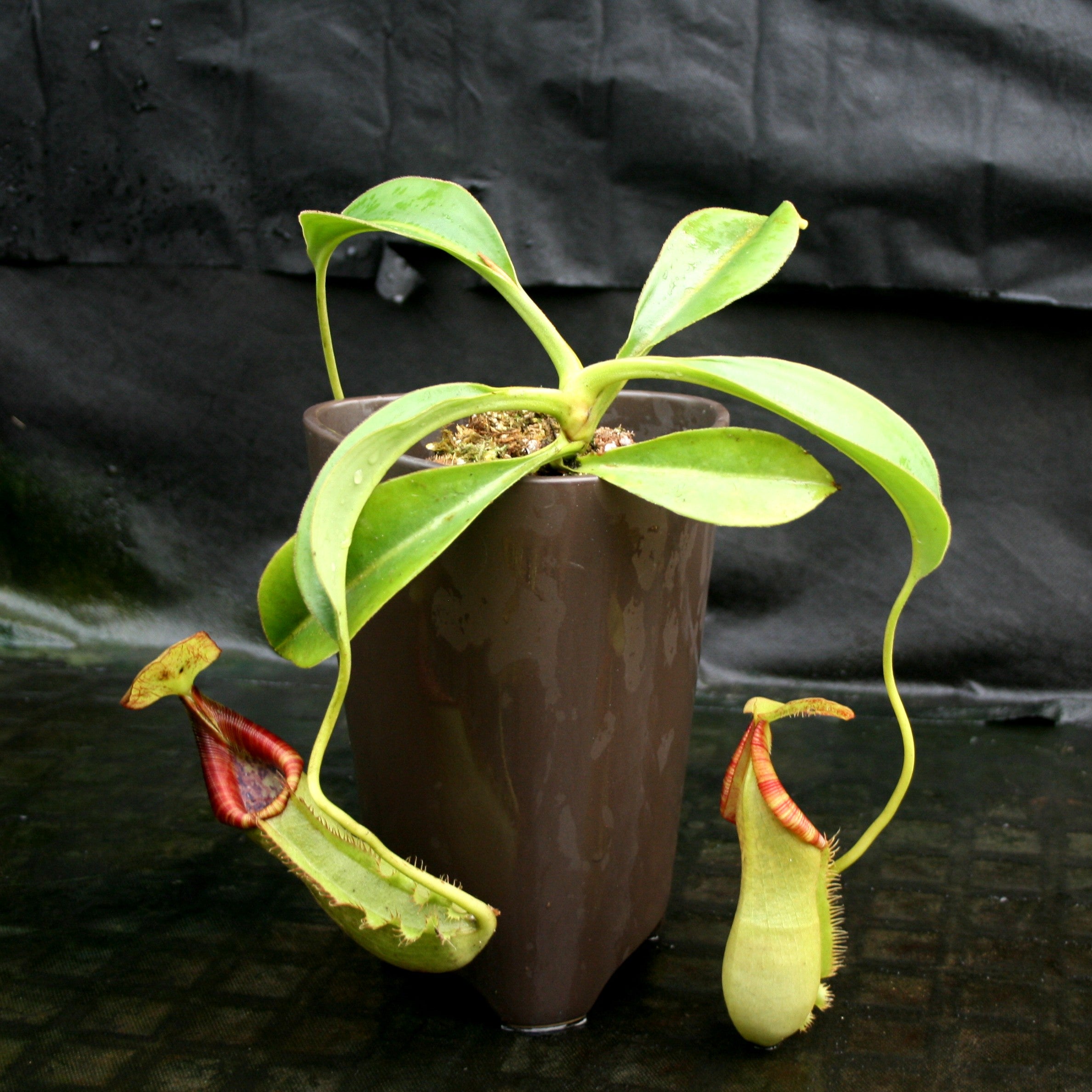 Nepenthes spathulata x lowii – Carnivero