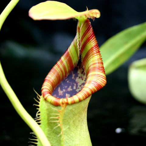 Close-up of Nepenthes spathulata x lowii pitcher with red and gold striped peristome.