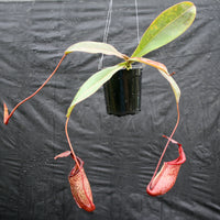 Nepenthes maxima x sibuyanensis - DM040