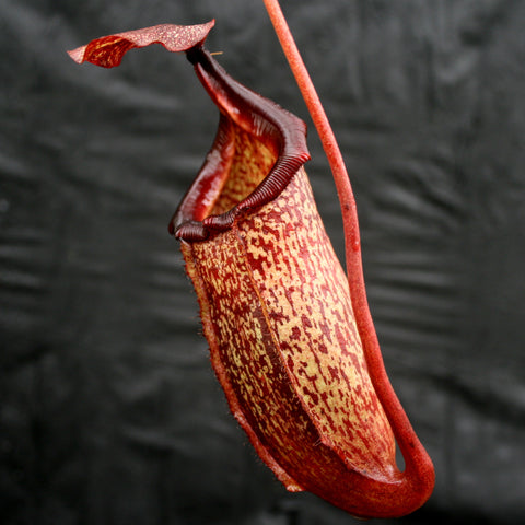Close up of Nepenthes maxima x sibuyanensis DM040 pitcher with red speckled body and bold red peristome against a dark background