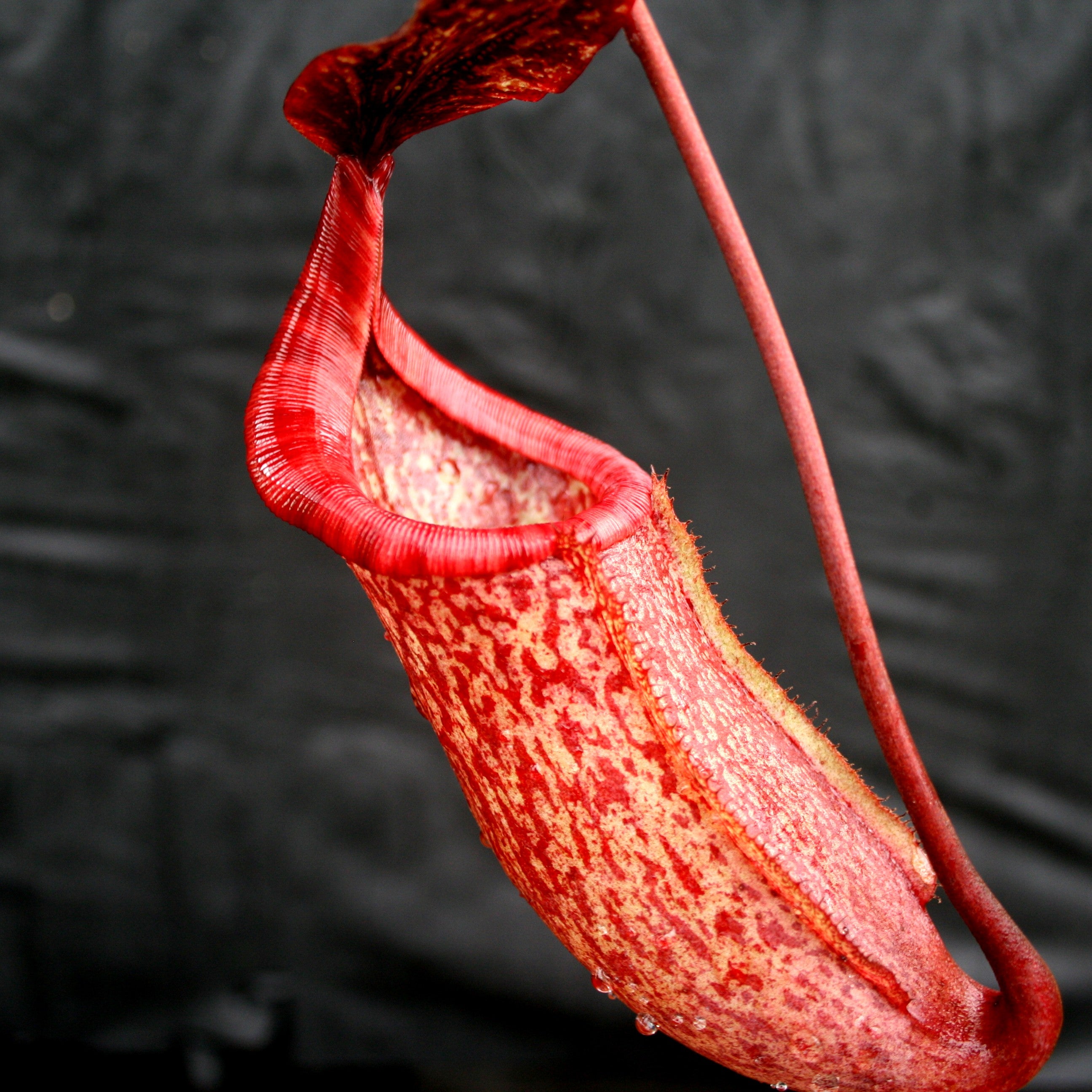 ポッチャマ Nepenthes maxima x sibuyanensis - DM040 – Carnivero