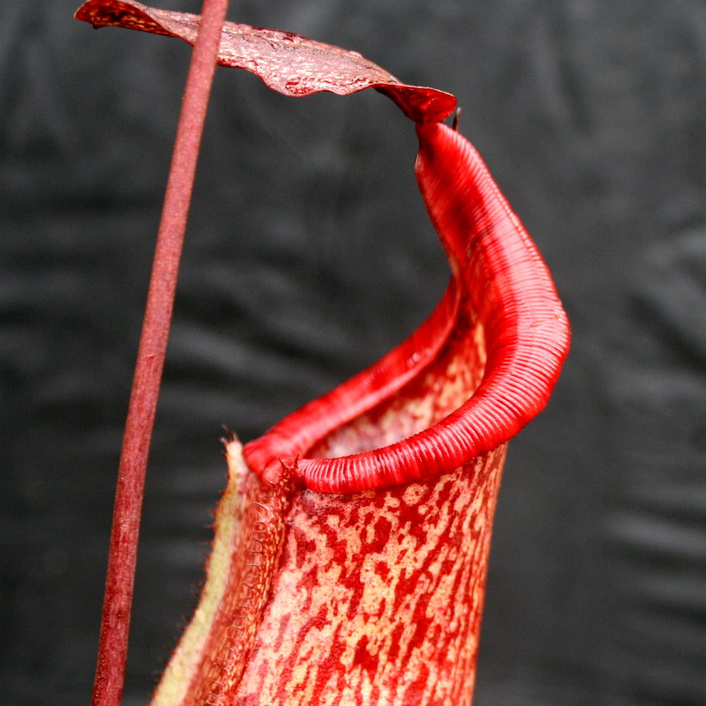 
                      
                        Nepenthes maxima x sibuyanensis - DM040
                      
                    