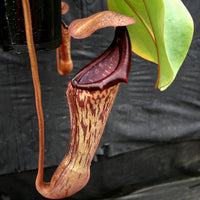 Nepenthes (truncata x campanulata) x boschiana, CAR-0197
