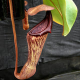 Nepenthes (truncata x campanulata) x boschiana, CAR-0197