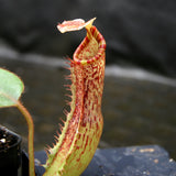 Nepenthes (veitchii x lowii) x platychila, BE-3920