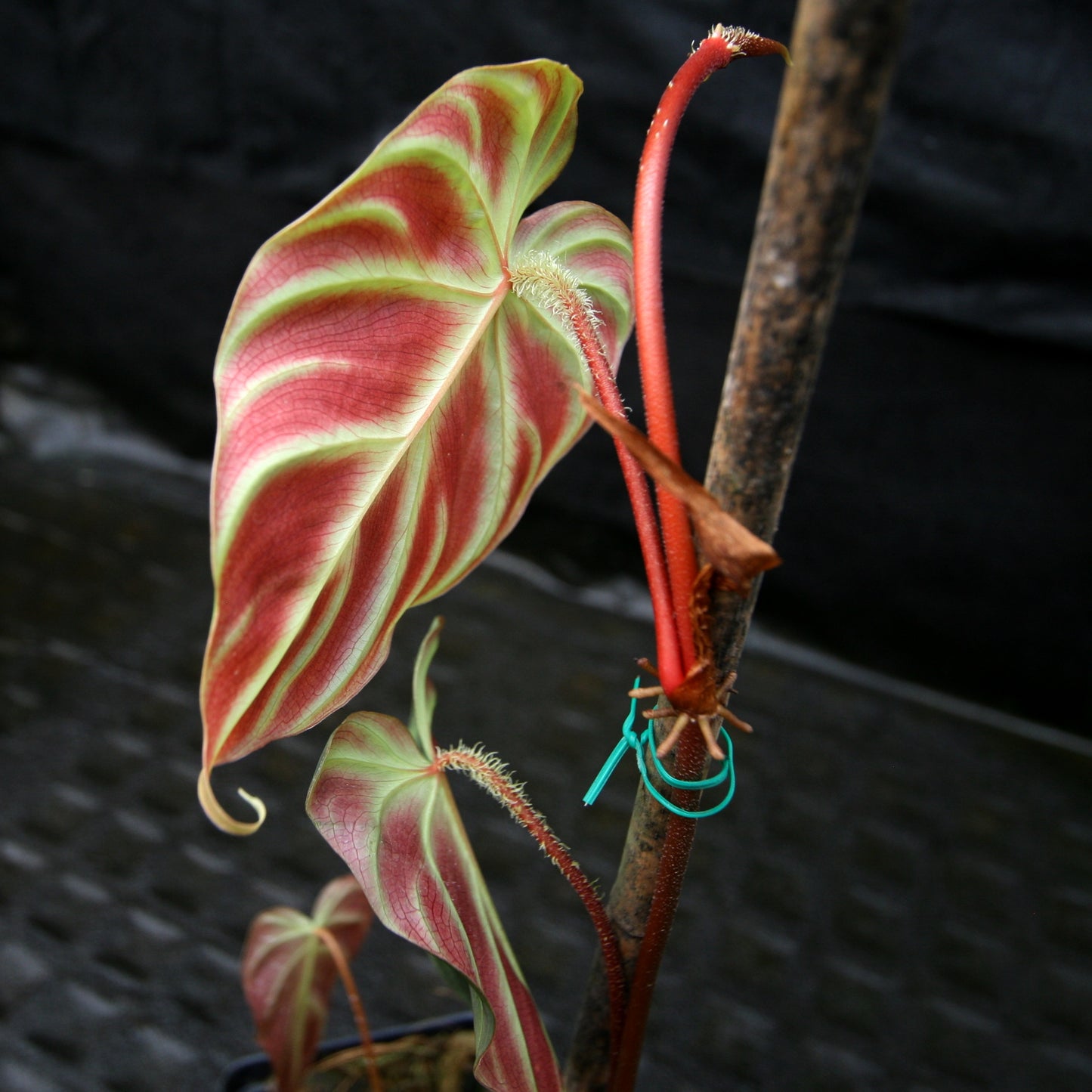 philodendron verucosum Philodendron verrucosum "Mini" – Carnivero
