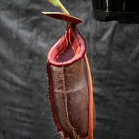 Nepenthes (spathulata x spectabilis) "BE Best" x lowii, CAR-0065