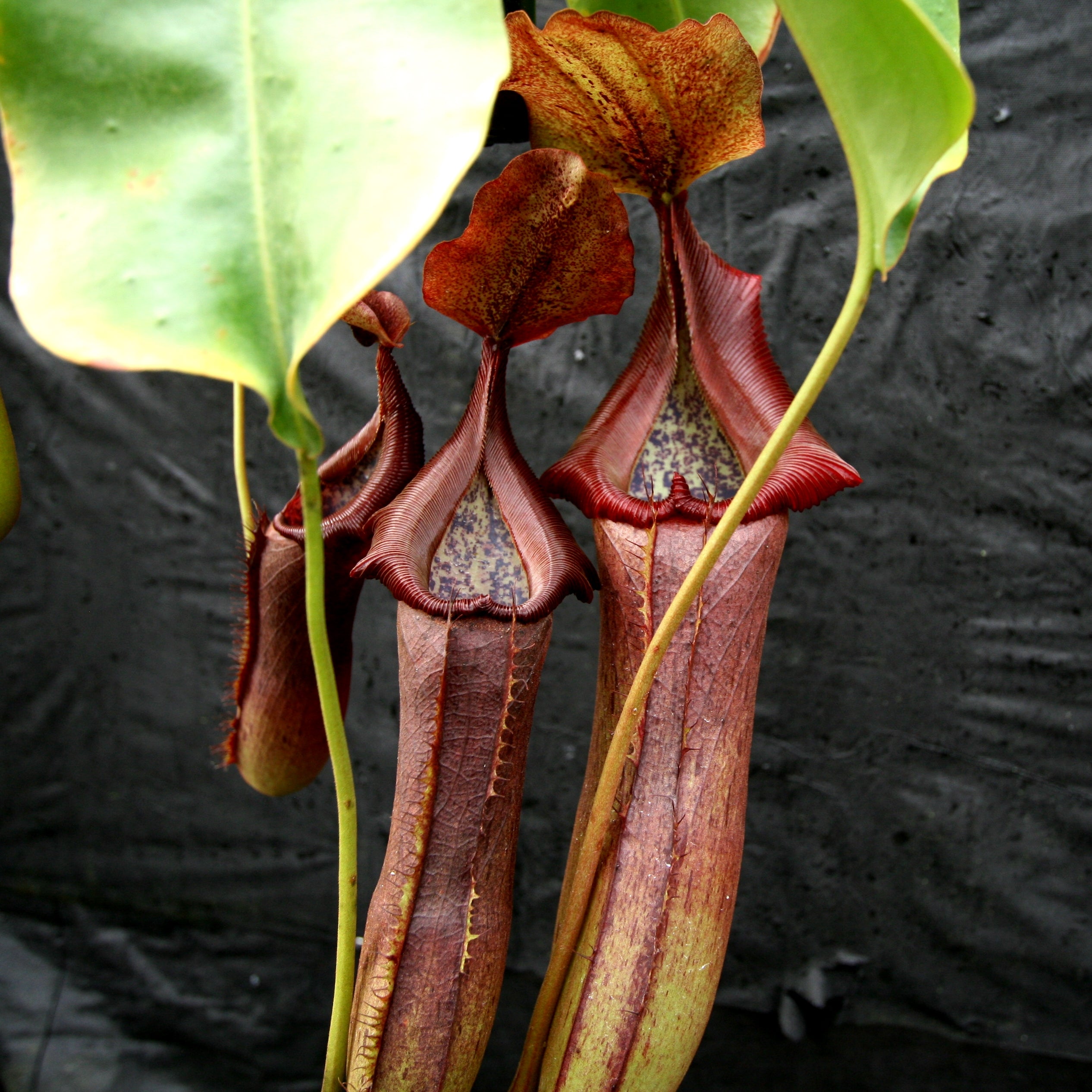 Nepenthes singalana x truncata(c), CAR-0127 – Carnivero