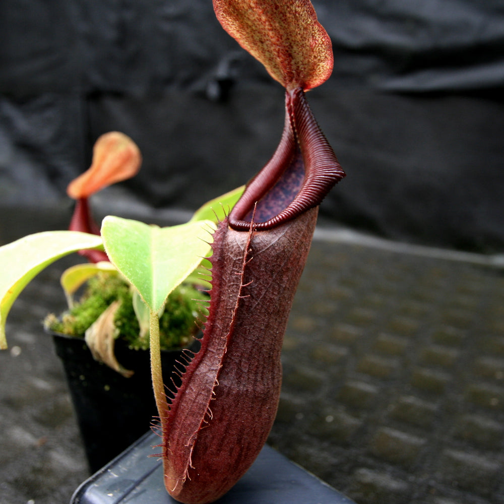
                      
                        Nepenthes singalana x truncata(c), CAR-0127
                      
                    