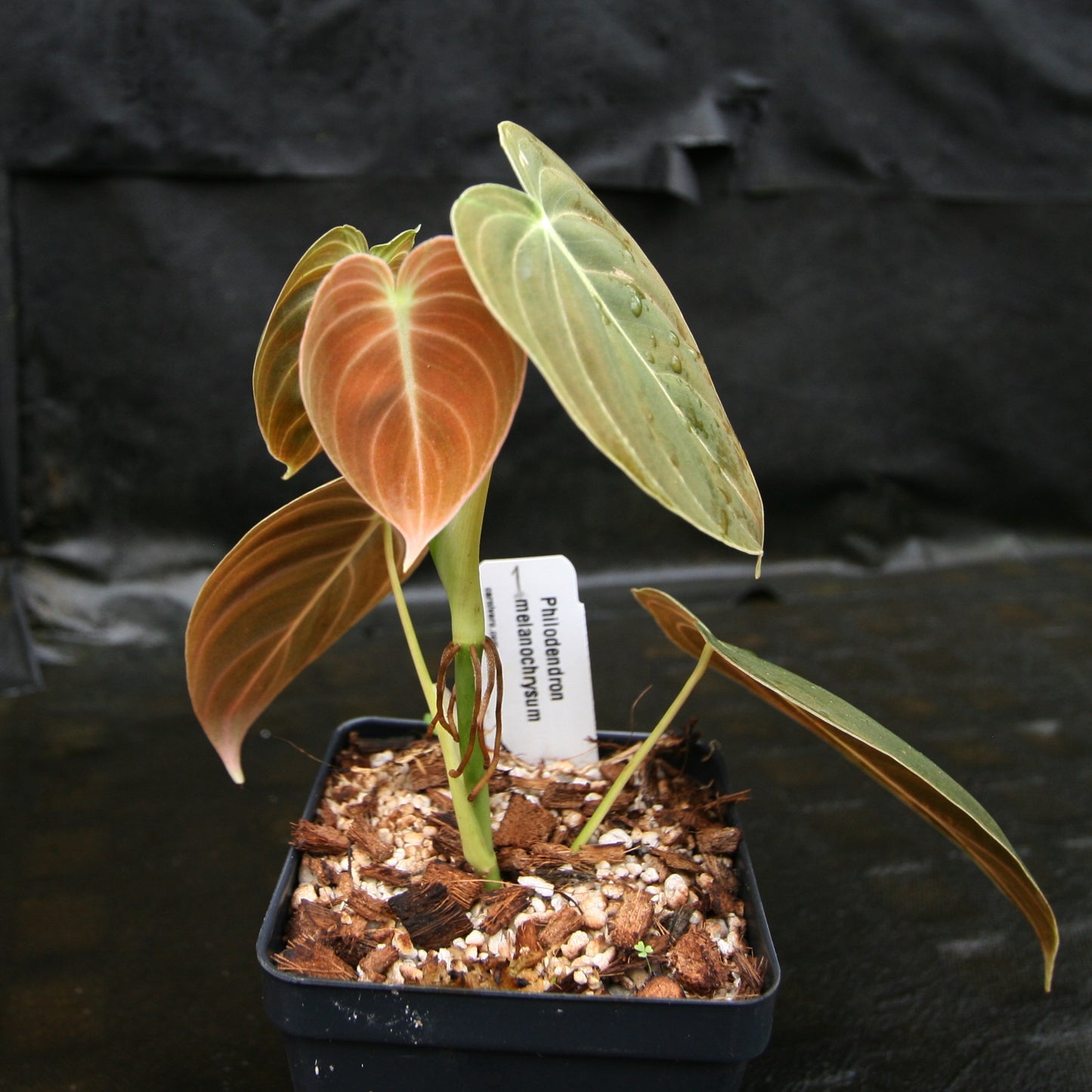 philodendron andreanum vs melanochrysum Philodendron melanochrysum – Carnivero