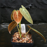 Philodendron melanochrysum