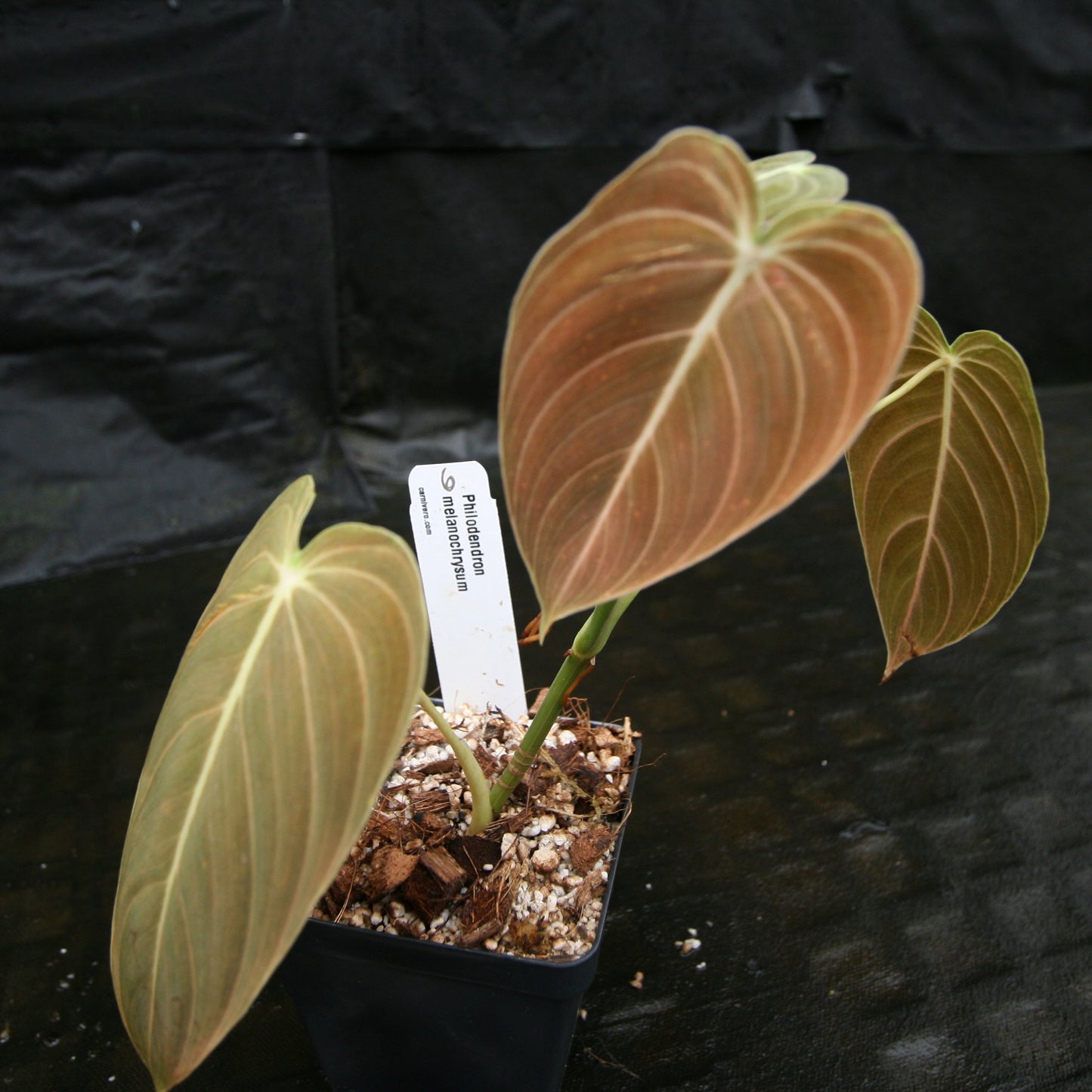 philodendron melanochrysum new leaf Philodendron melanochrysum – Carnivero