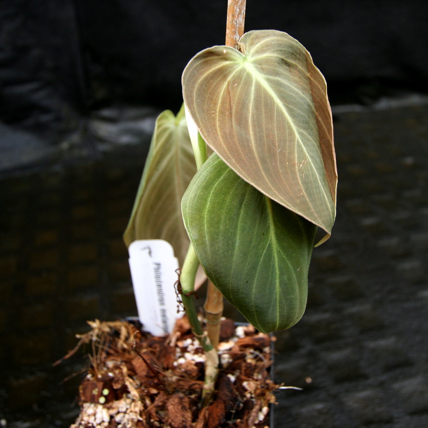 mature philodendron melanochrysum Philodendron melanochrysum – Carnivero