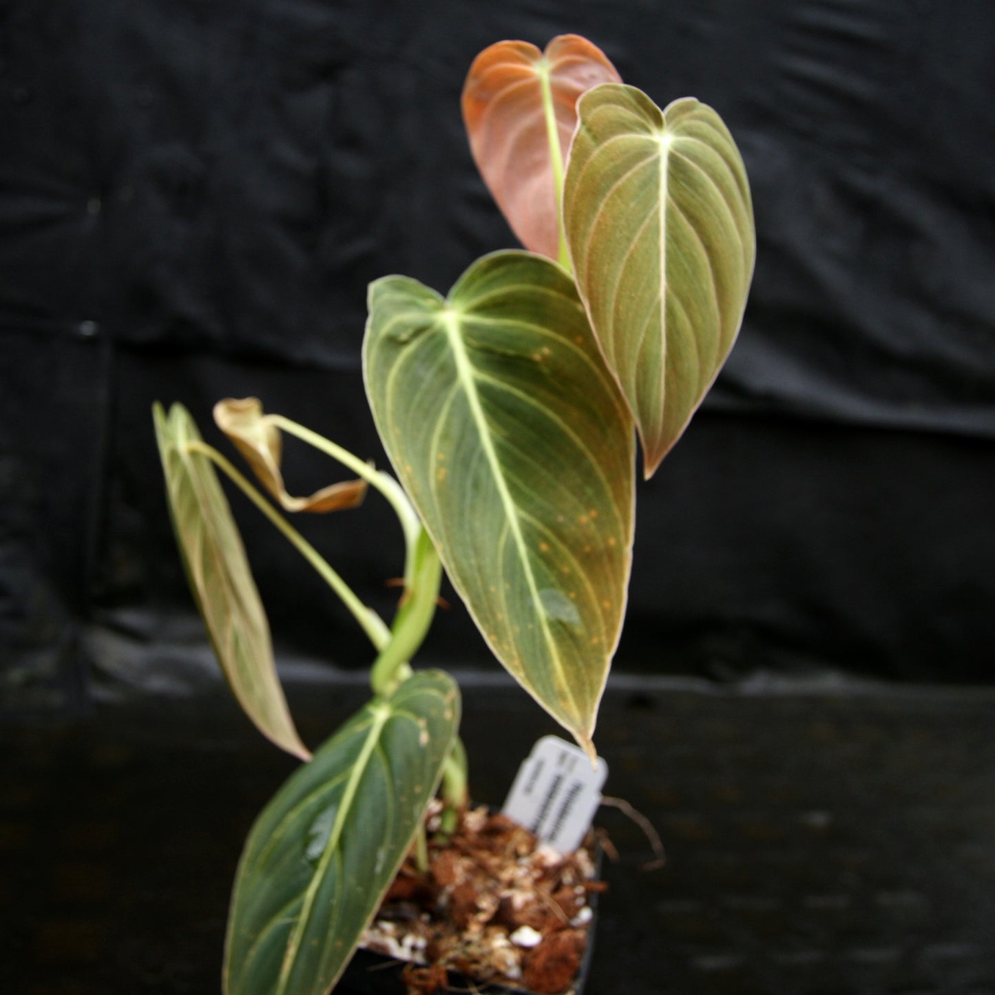 philodendron melanochrysum new leaf Philodendron melanochrysum – Carnivero