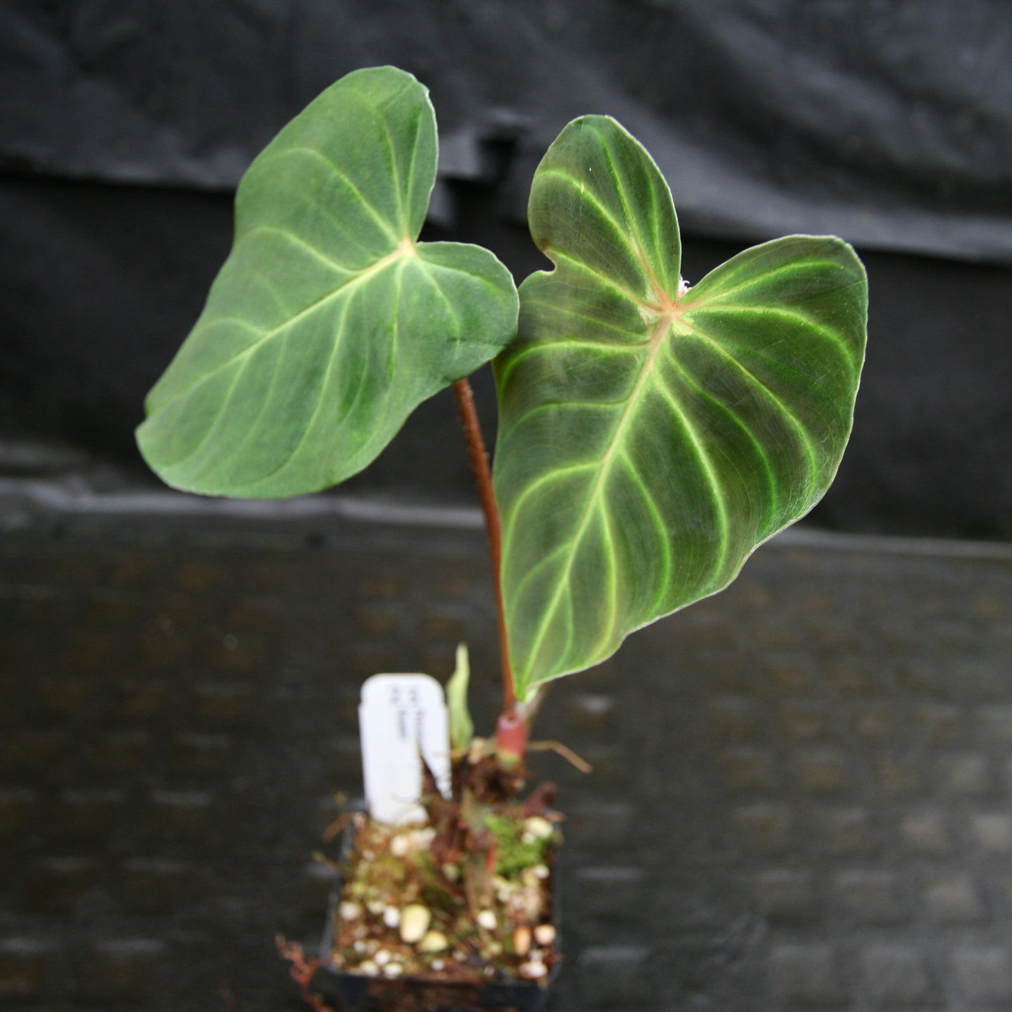 ecuador philodendron Philodendron verrucosum Ecuador – Carnivero