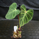 Philodendron verrucosum Ecuador