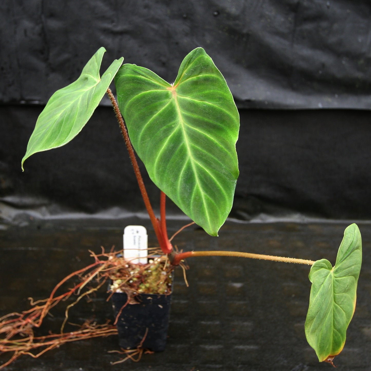 ecuador philodendron care Philodendron verrucosum Ecuador – Carnivero