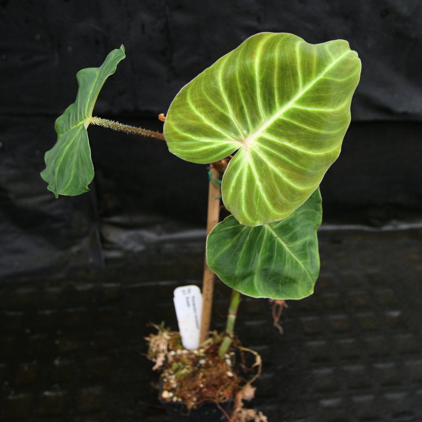 philodendron ecuadorian Philodendron verrucosum Ecuador – Carnivero