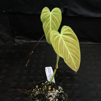Philodendron Splendid (verrucosum x melanochrysum)