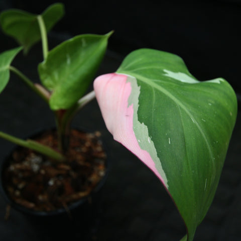 Philodendron White Princess leaf with pink and cream edge variegation against a dark background