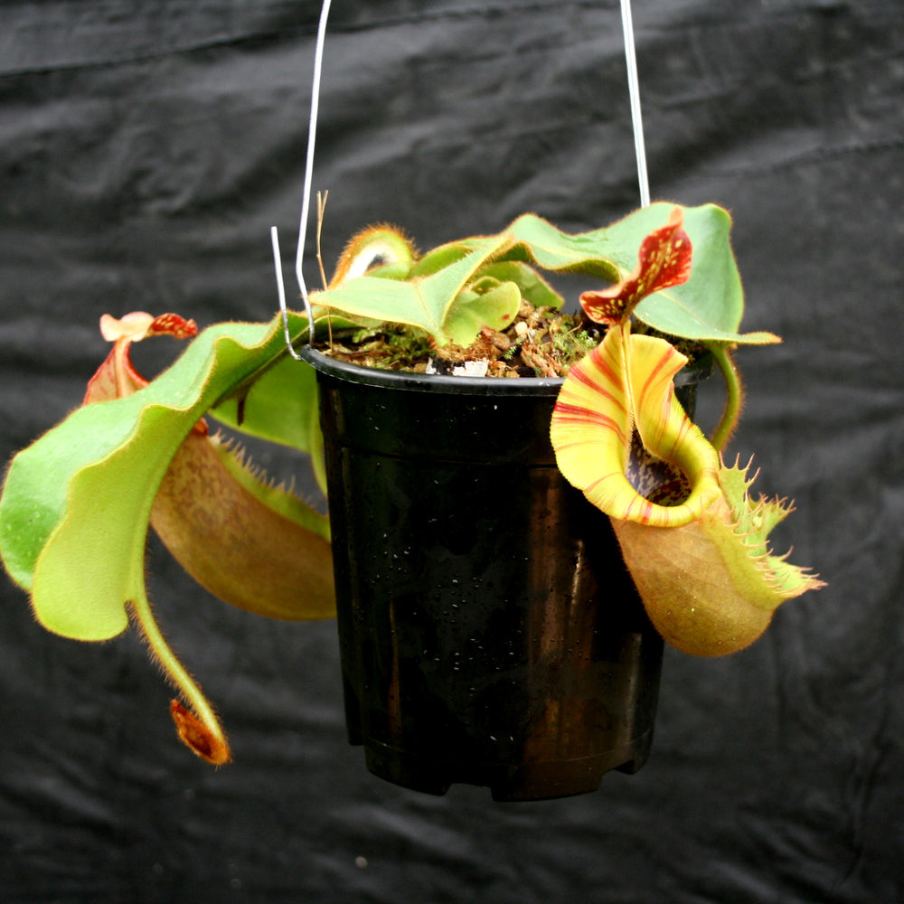 
                      
                         Nepenthes veitchii (k) “Big Mama” x “Pink Candy Cane” large squat striped peristome pitcher, Pitcher plant, carnivorous plant, collectors plant, large pitchers, rare nepenthes, terrarium plant, easy to grow nepenthes, beginner nepenthes, beginner pitcher plants, nepenthes hybrid, veitchii hybrid. 
                      
                    
