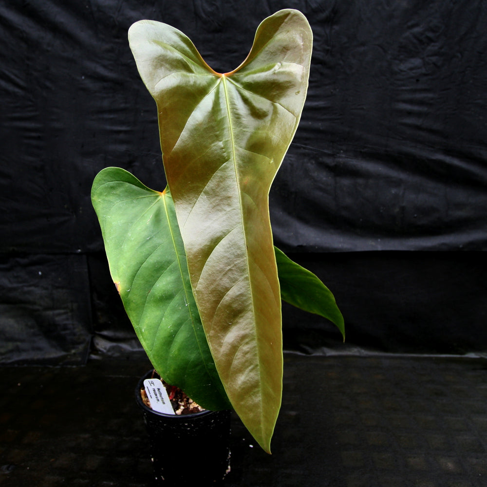 
                      
                        Anthurium recavum
                      
                    