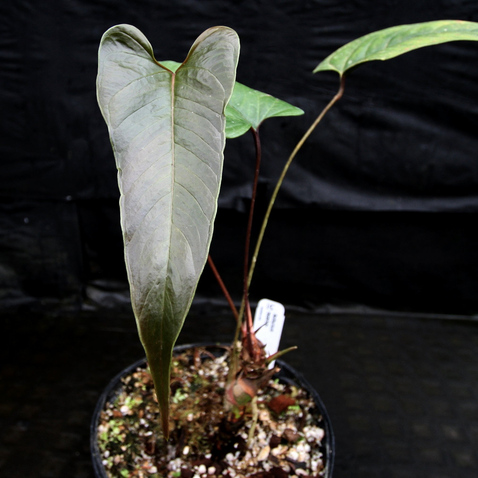 Anthurium recavum – Carnivero
