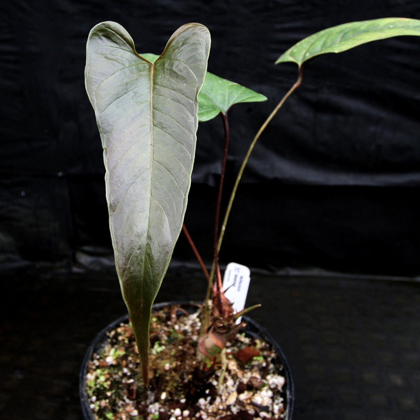 anthurium lacrimae Anthurium recavum – Carnivero