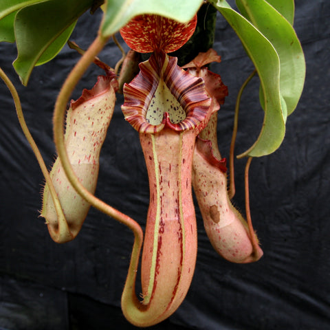 Nepenthes Song of Melancholy x platychila white variety pitcher with crimson striped peristome and pale interior