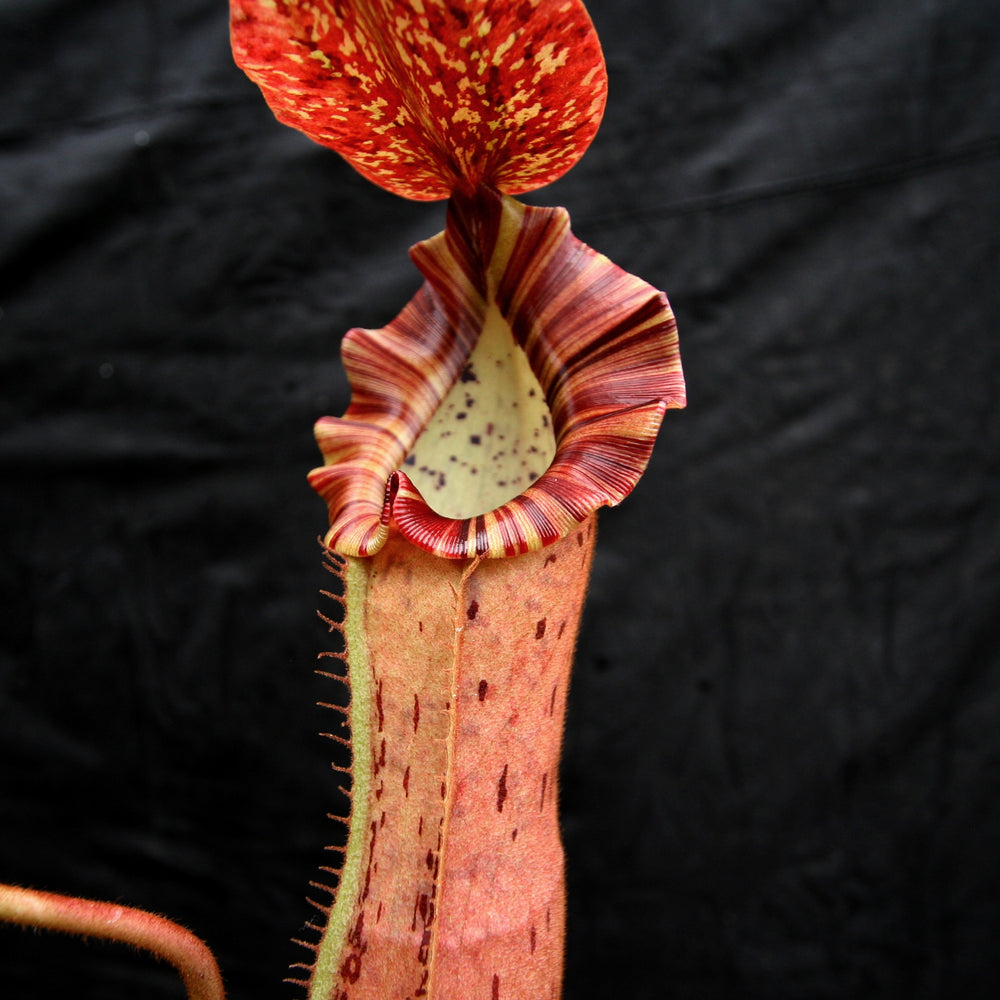 
                      
                        Nepenthes Song of Melancholy x platychila "white", CAR-0087
                      
                    