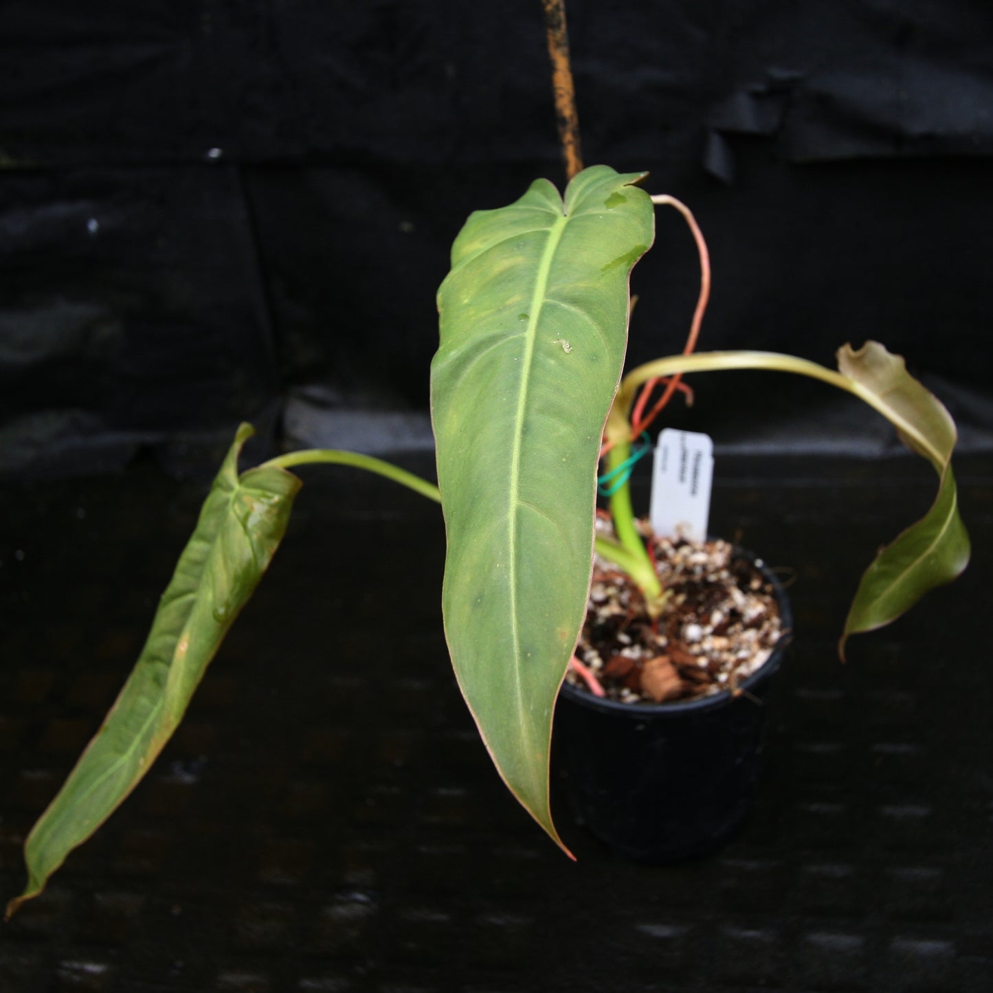 philodendron central texas Philodendron maximum – Carnivero