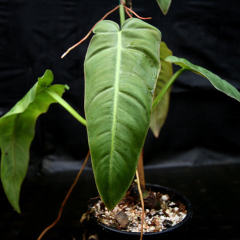 Large glossy Philodendron maximum leaf against a dark background.