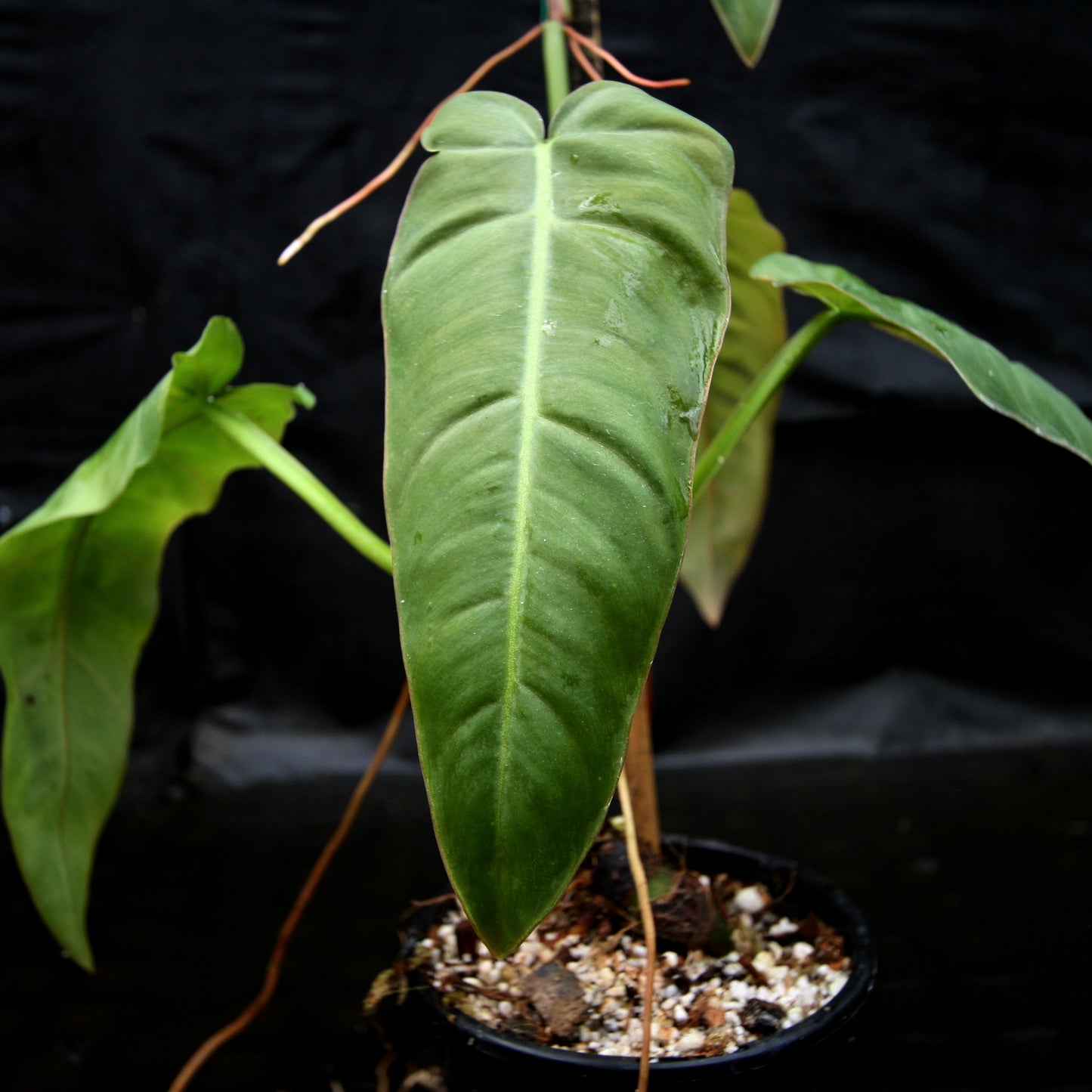 largest philodendron Philodendron maximum – Carnivero