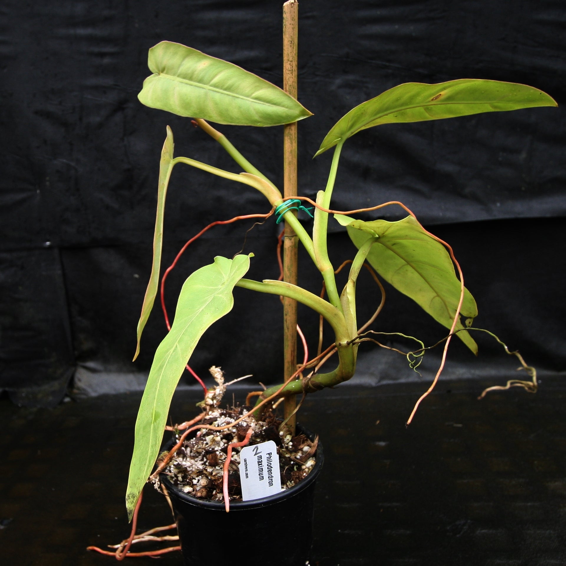 Philodendron maximum – Carnivero