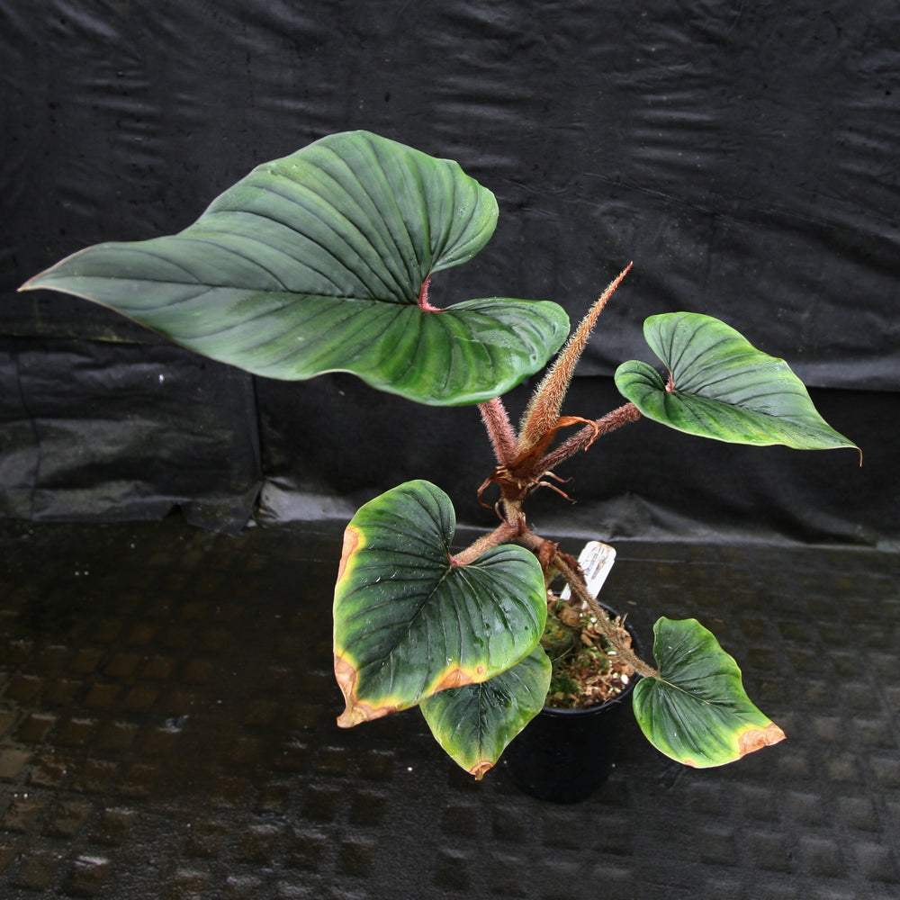 
                      
                        Philodendron squamicaule
                      
                    
