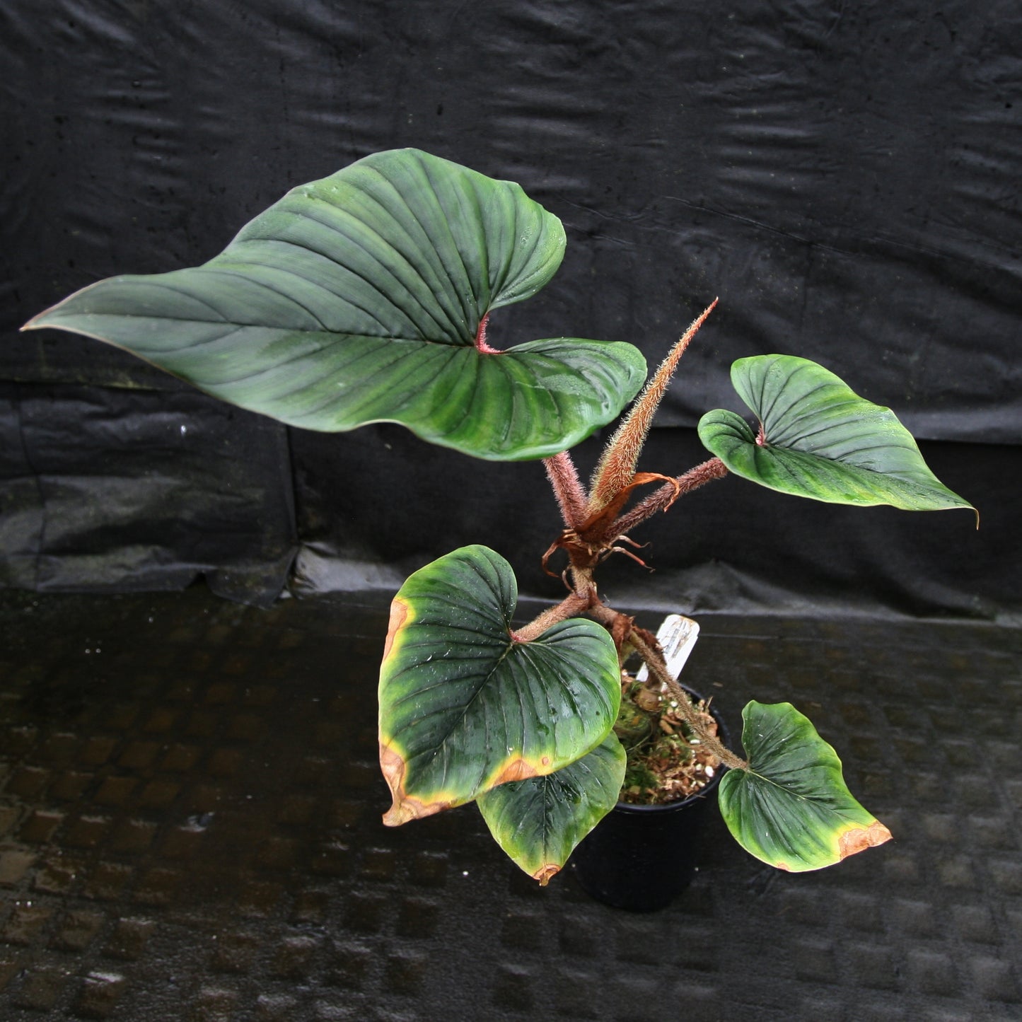 philodendron squamicaule dark Philodendron squamicaule – Carnivero