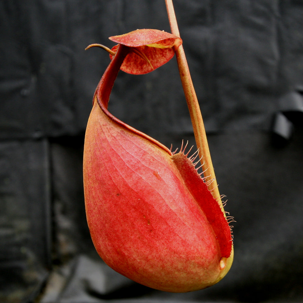 
                      
                        Nepenthes robcantleyi x tenuis, BE-3982, pitcher plant, carnivorous plant, collectors plant, large pitchers, rare plants
                      
                    