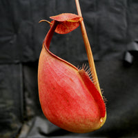 Nepenthes robcantleyi x tenuis, BE-3982, pitcher plant, carnivorous plant, collectors plant, large pitchers, rare plants