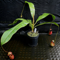 Nepenthes robcantleyi x tenuis, BE-3982, pitcher plant, carnivorous plant, collectors plant, large pitchers, rare plants