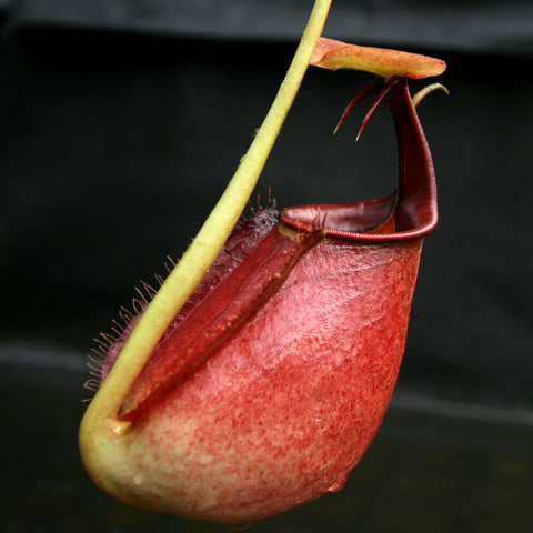Red Nepenthes bicalcarata pitcher with pale yellow green stem against a dark background