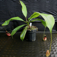 Nepenthes bicalcarata, Marudi