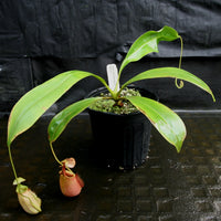 Nepenthes bicalcarata, Marudi