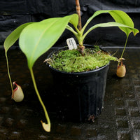 Nepenthes robcantleyi x tenuis, BE-3982, pitcher plant, carnivorous plant, collectors plant, large pitchers, rare plants