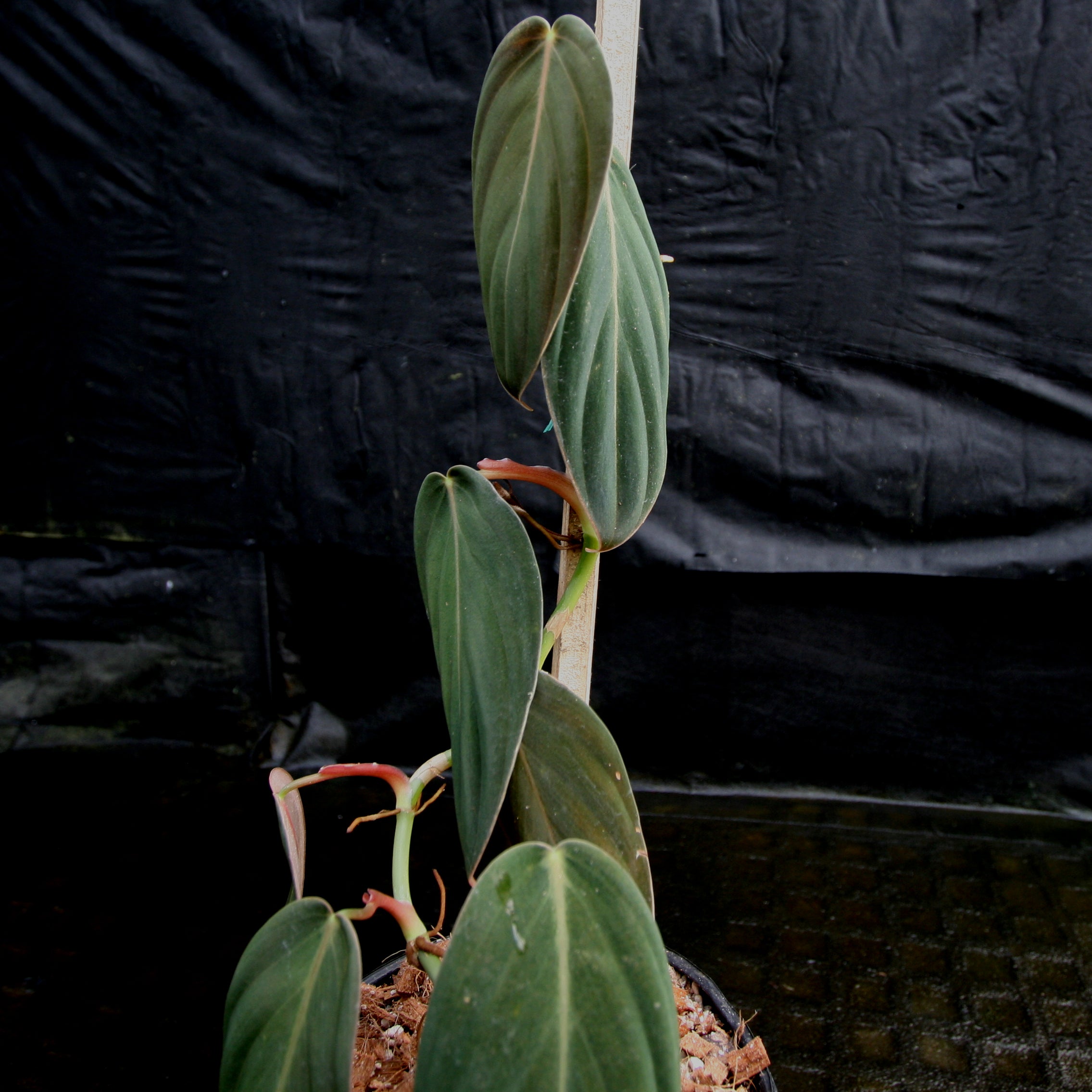 Philodendron gigas – Carnivero