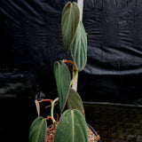 Philodendron gigas
