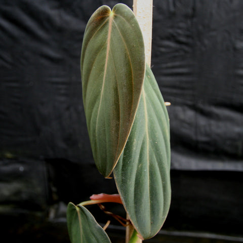 Philodendron gigas leaf close up with broad green leaves climbing a wooden stake