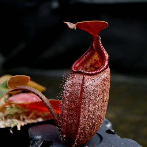 Tall red Nepenthes rajah x robcantleyi pitcher with a curved lid and fringed peristome against a neutral background