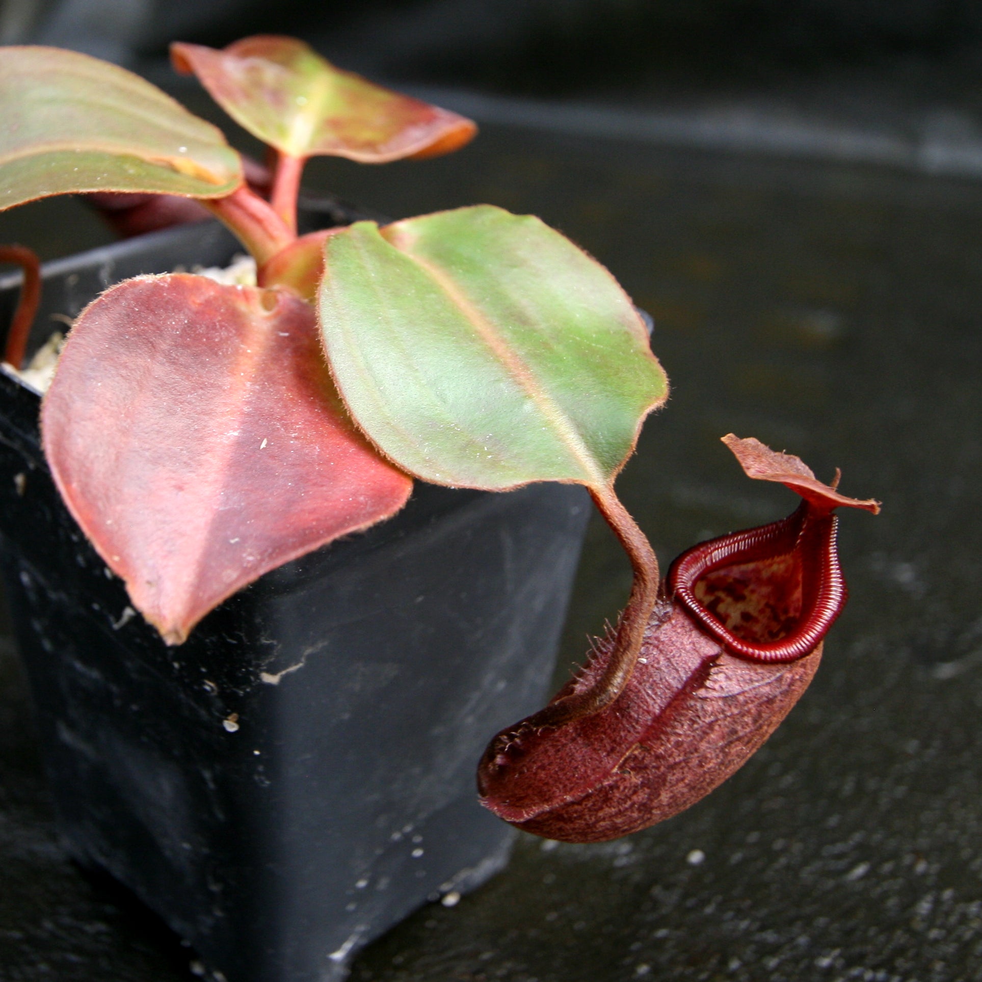 Rotkäppchen様 Rotkäppchen Sekt Trocken(ロートケップヒェン ゼクト トロッケン